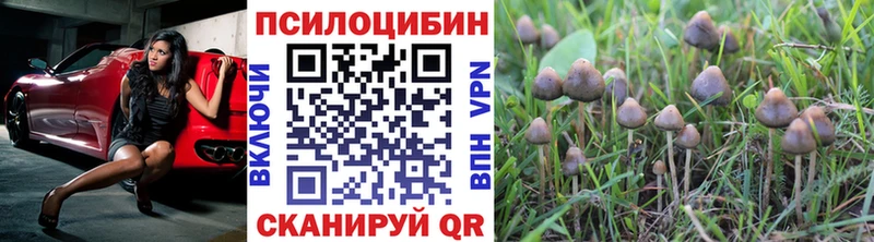 купить   Кропоткин  Псилоцибиновые грибы мухоморы 